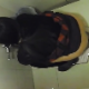 A Japanese woman is secretly recorded while taking a piss and a massive, long shit into a floor toilet. Action is captured beneath the stall wall, but the cameraman tries to get other angles of the same girl. About 2.5 minutes.